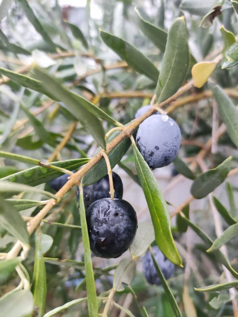 Ayvalık cinsi zeytin ağaçlarımızdan zeytinler